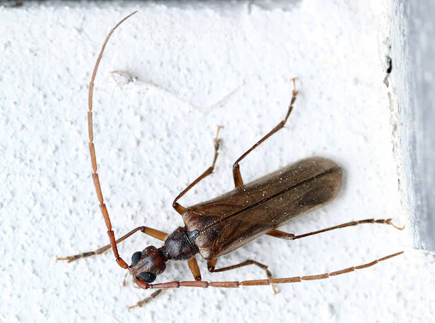 Vesperidae:  Vesperus strepens (= (?) ligusticus sensu Vitali)